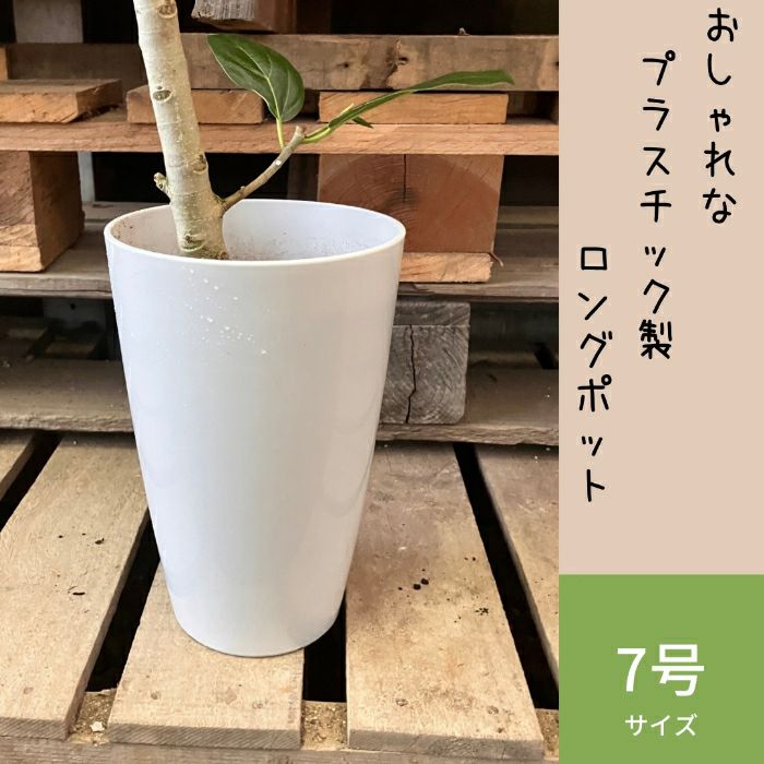 観葉植物現品販売