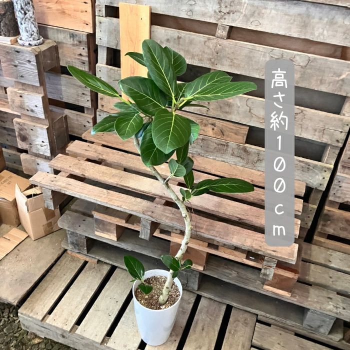 観葉植物現品販売