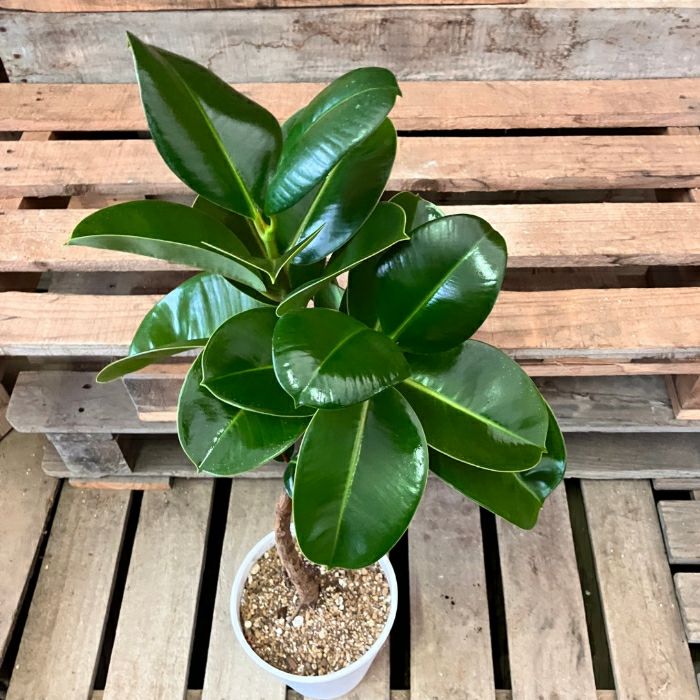 観葉植物現品販売