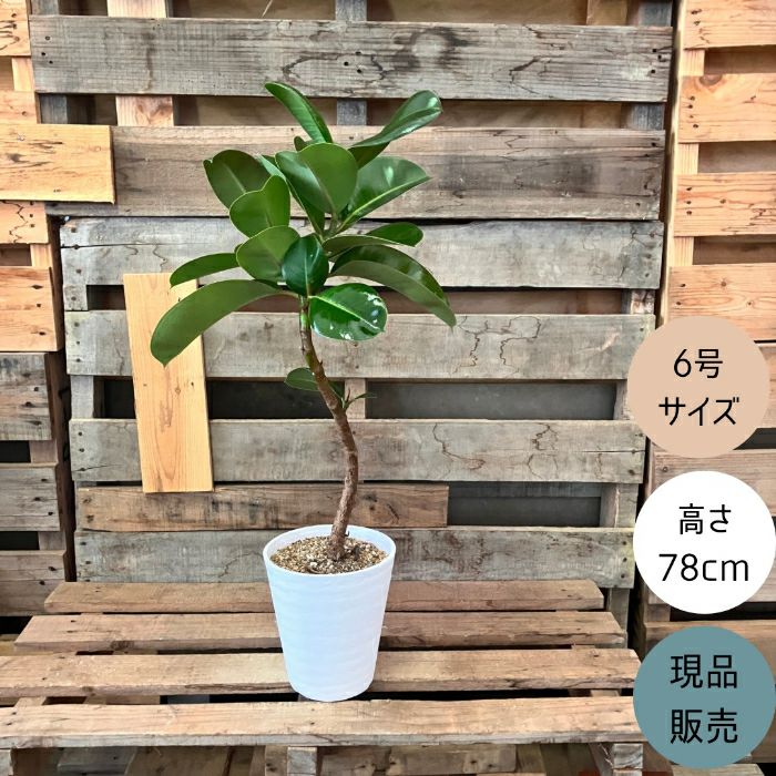 観葉植物現品販売