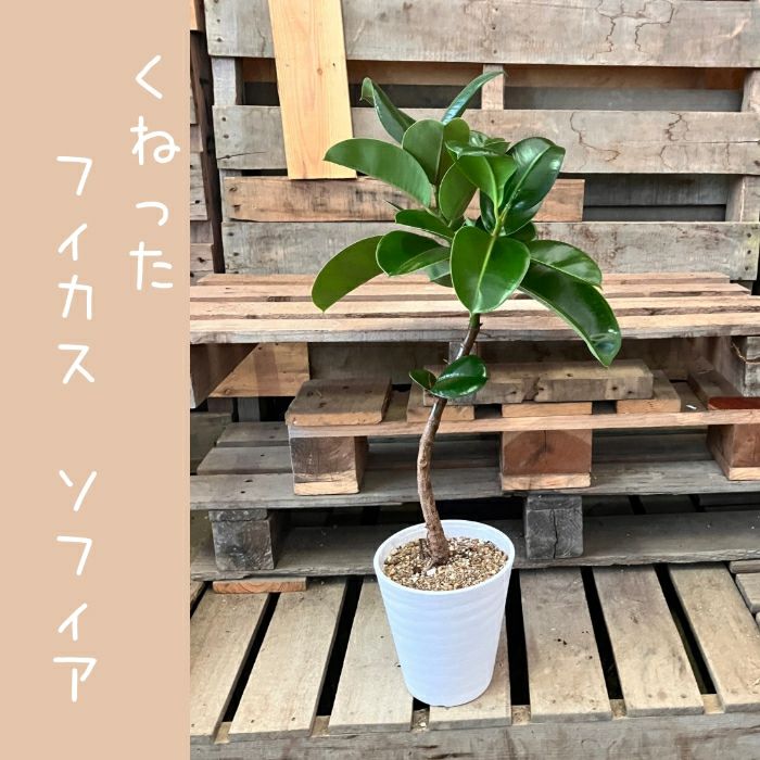 観葉植物現品販売