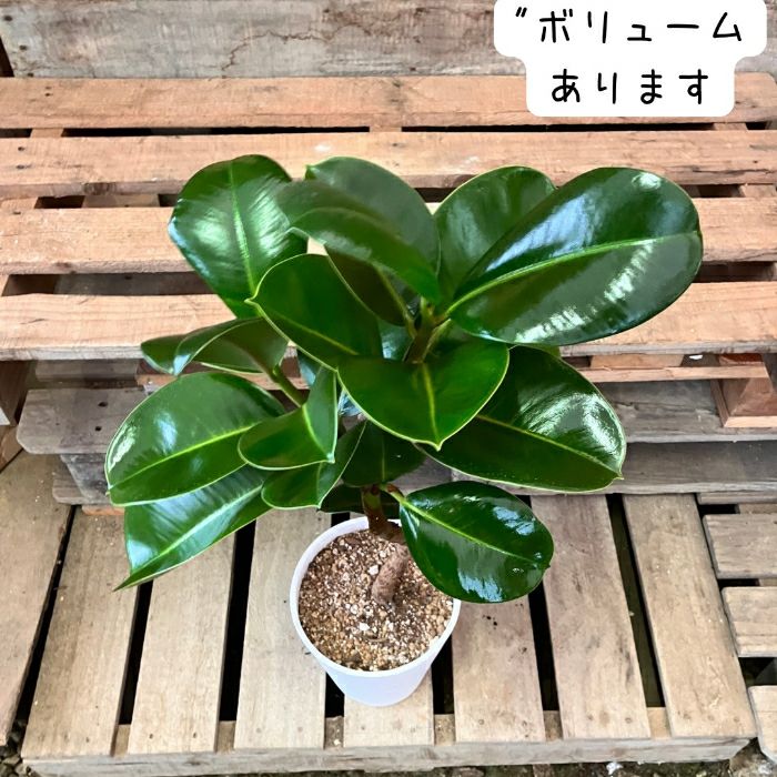 観葉植物現品販売