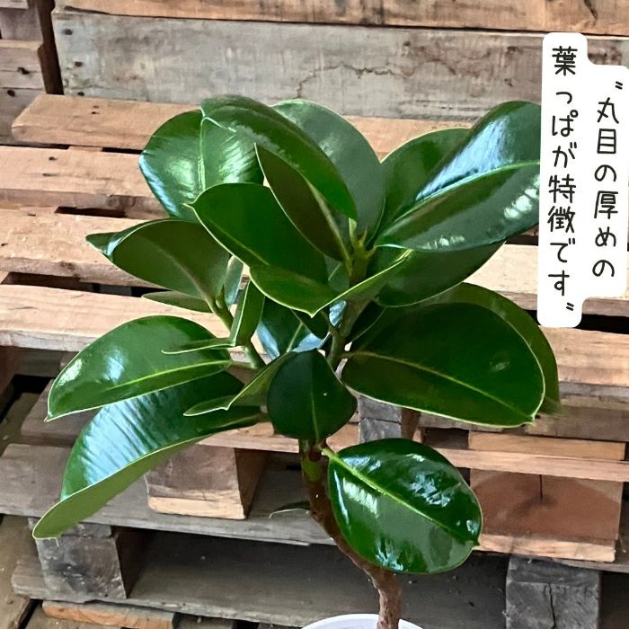 観葉植物現品販売