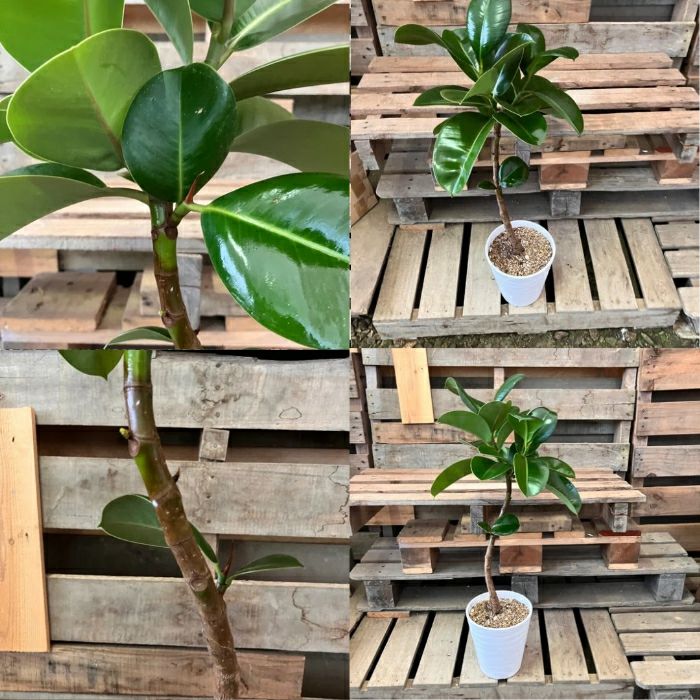 観葉植物現品販売