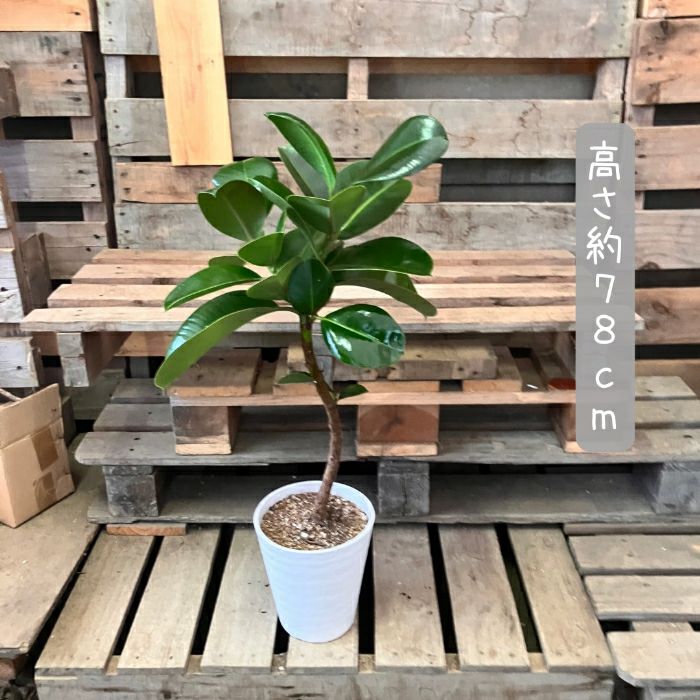 観葉植物現品販売