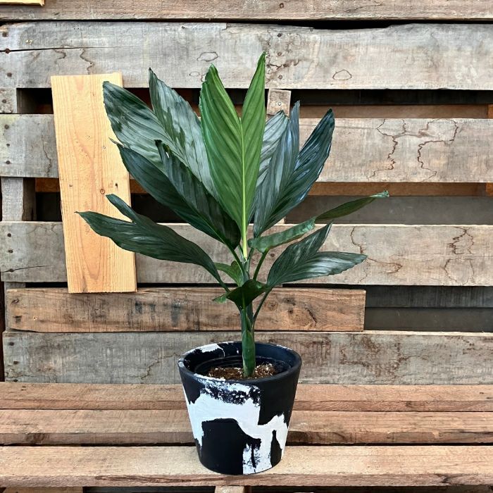 観葉植物現品販売