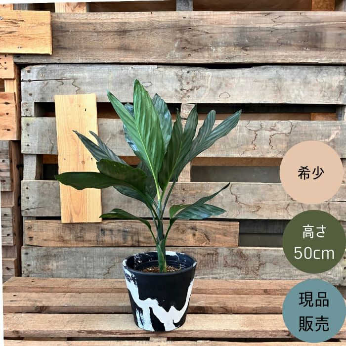 観葉植物現品販売