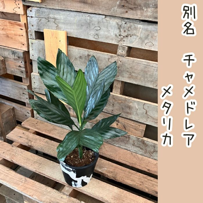 観葉植物現品販売