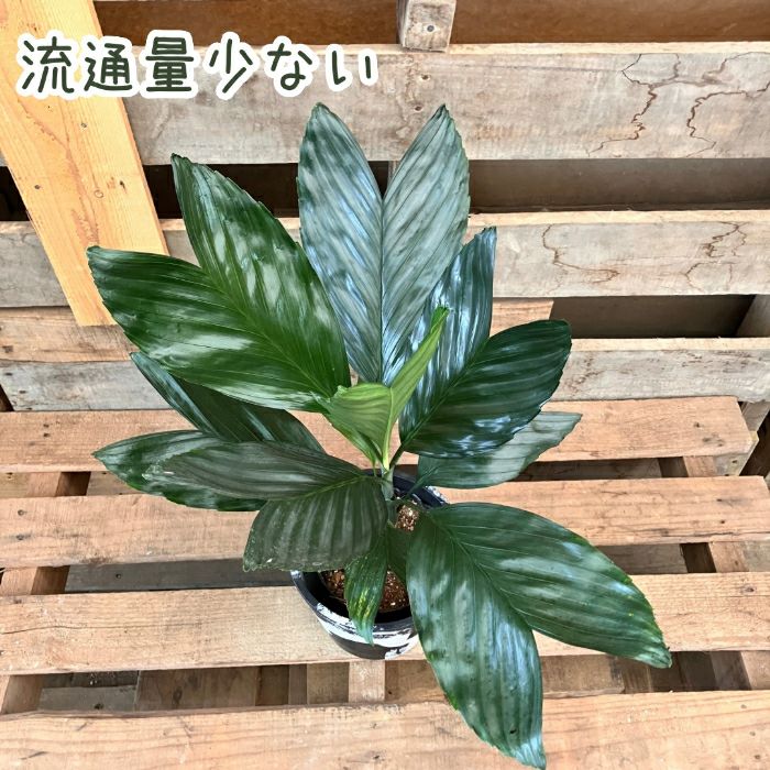 観葉植物現品販売