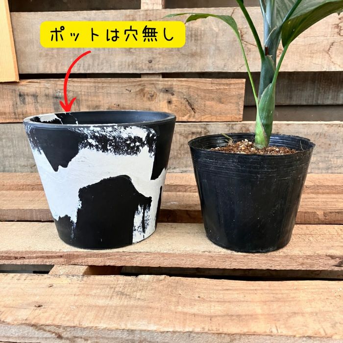 観葉植物現品販売