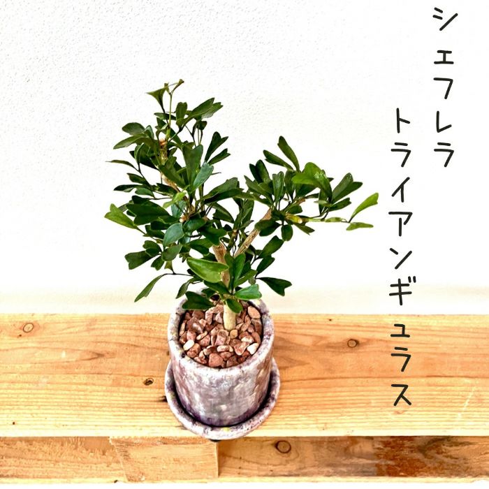 観葉植物現品販売