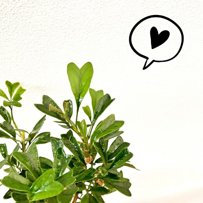 観葉植物現品販売