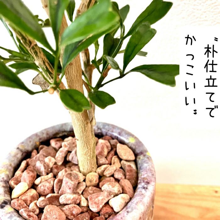 観葉植物現品販売