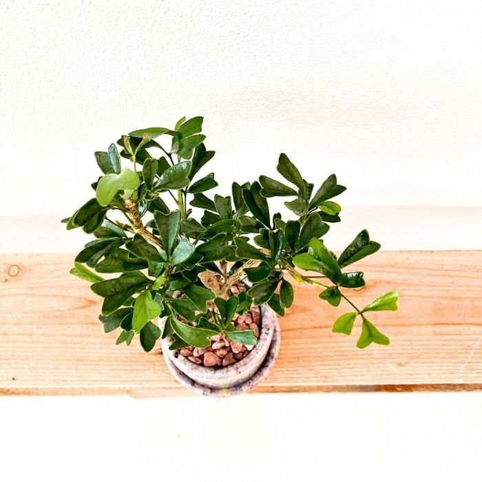 観葉植物現品販売