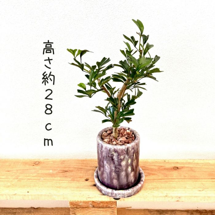 観葉植物現品販売