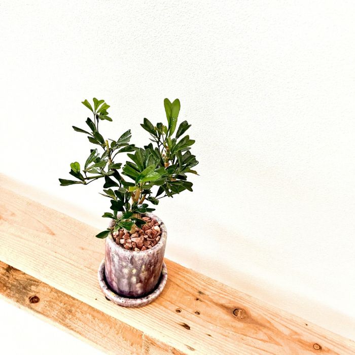 観葉植物現品販売