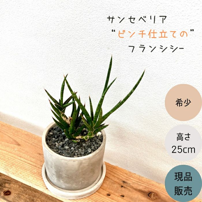 観葉植物現品販売