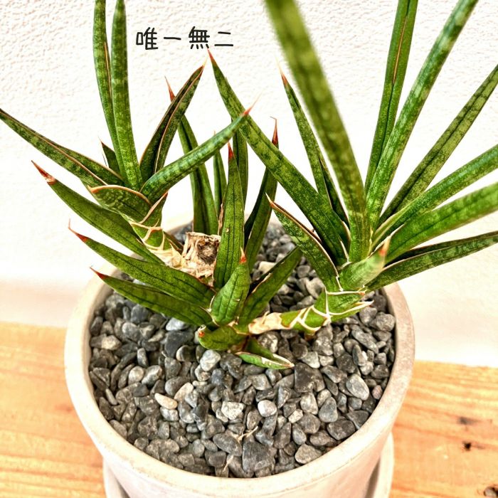 観葉植物現品販売