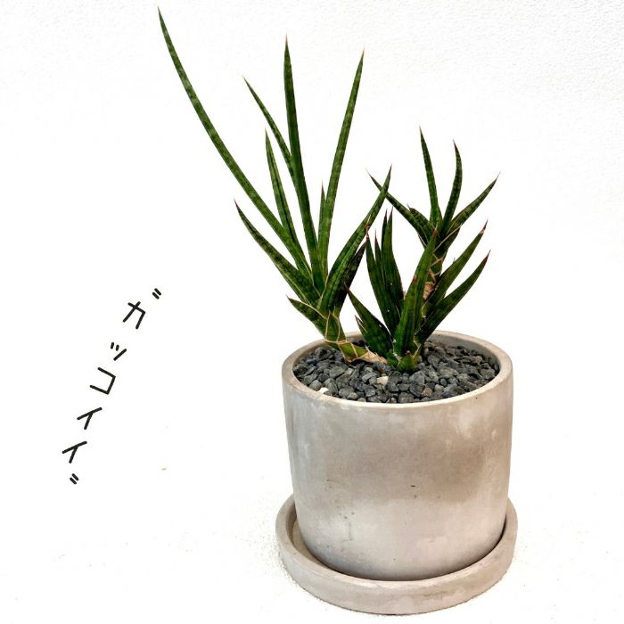 観葉植物現品販売