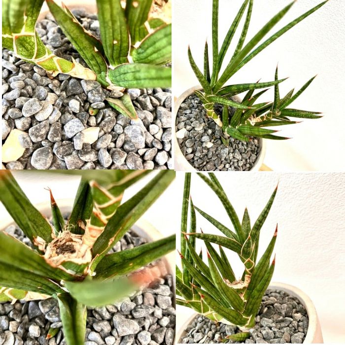 観葉植物現品販売