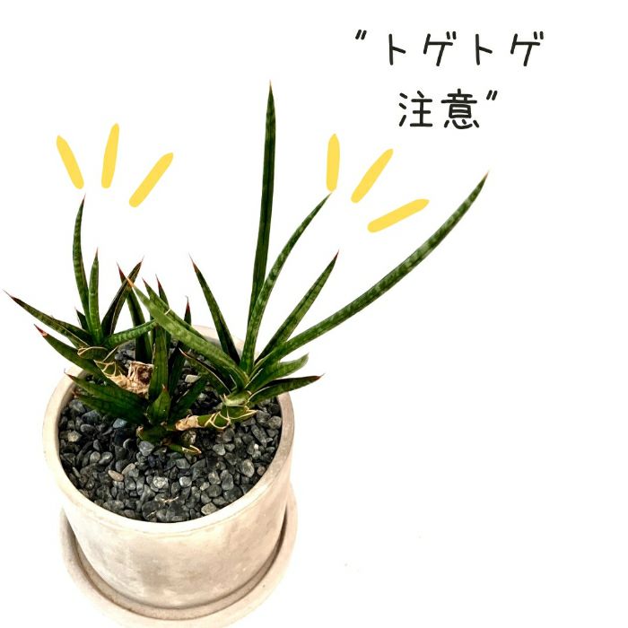観葉植物現品販売
