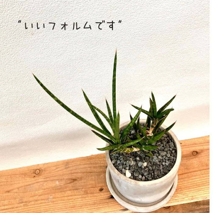 観葉植物現品販売