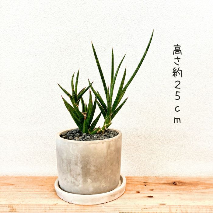 観葉植物現品販売