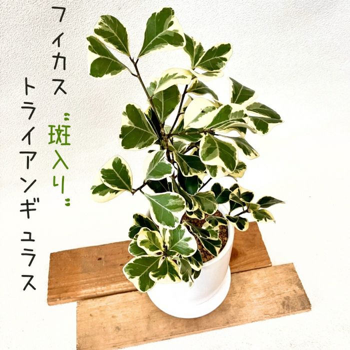 観葉植物現品販売