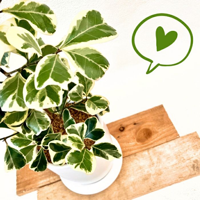 観葉植物現品販売