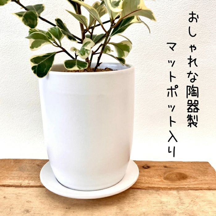 観葉植物現品販売