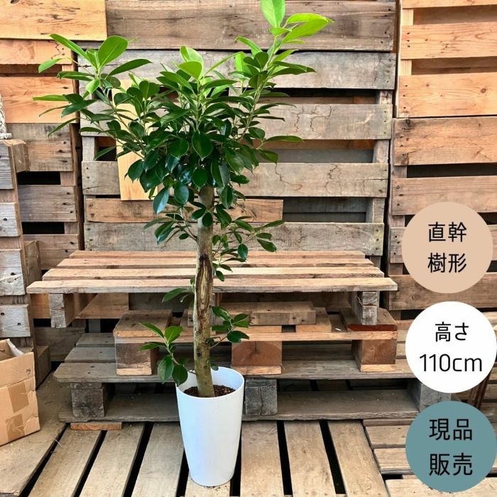 観葉植物現品販売