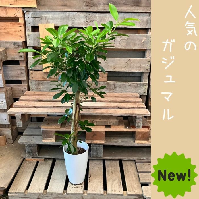 観葉植物現品販売