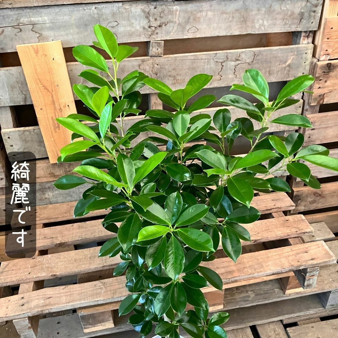 観葉植物現品販売