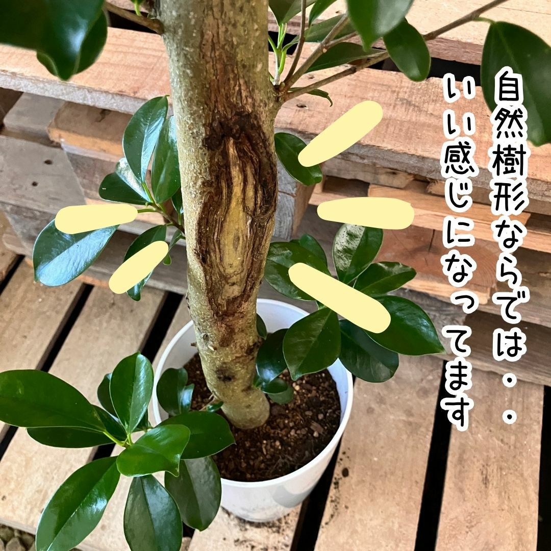観葉植物現品販売
