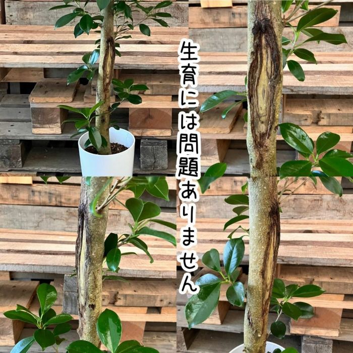 観葉植物現品販売