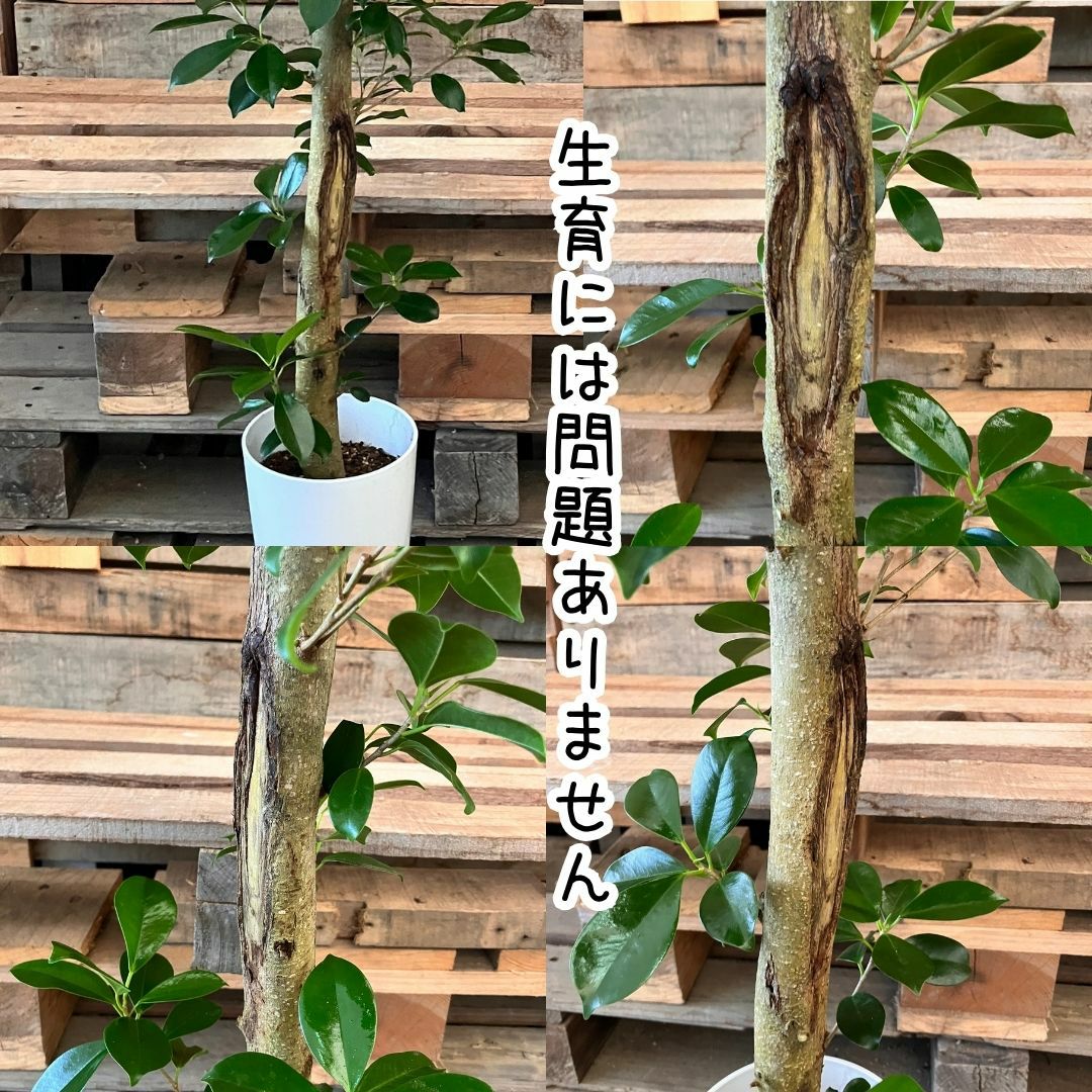 観葉植物現品販売