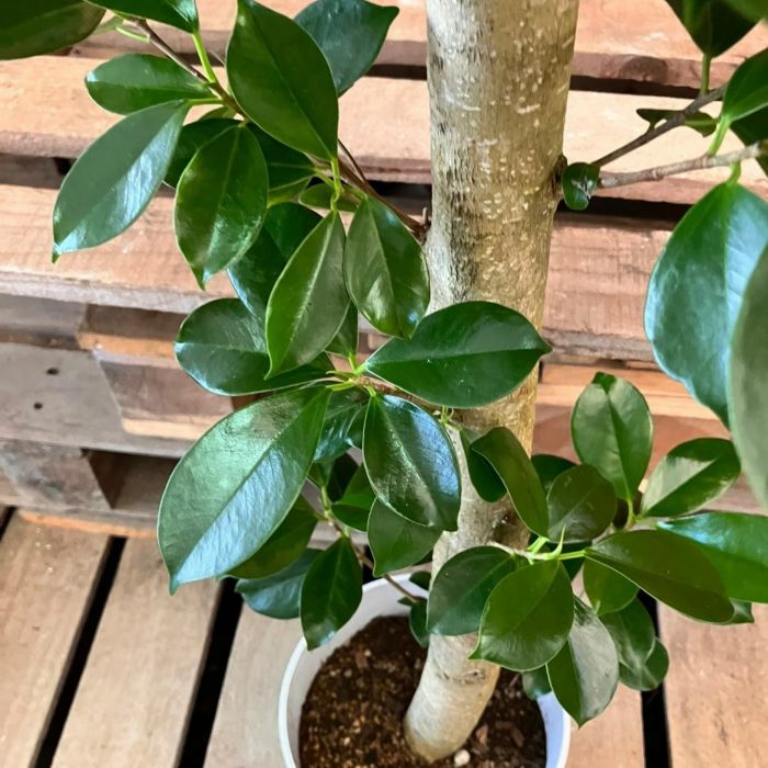 観葉植物現品販売