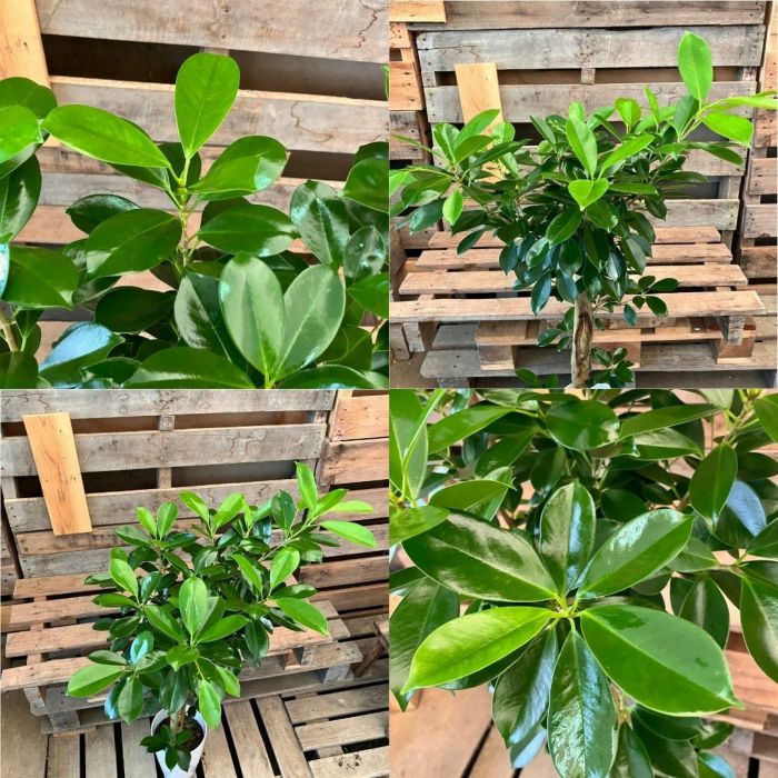 観葉植物現品販売