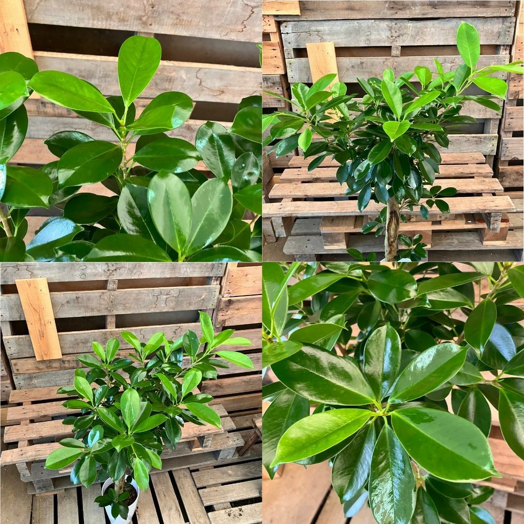 観葉植物現品販売