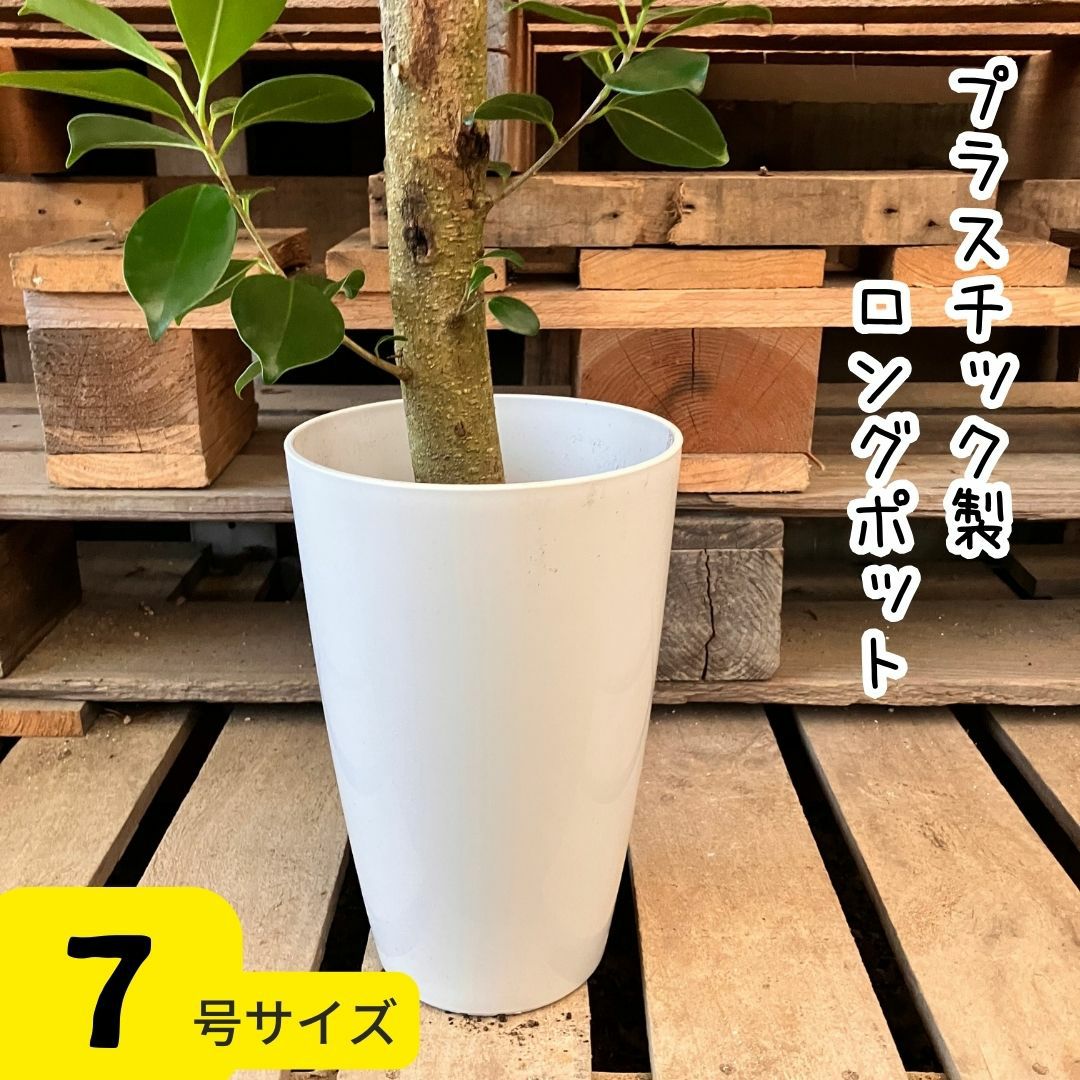 観葉植物現品販売