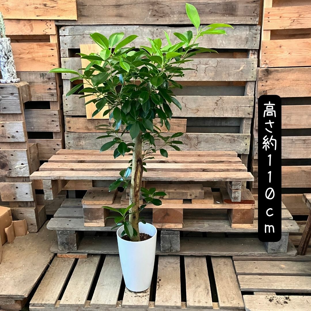 観葉植物現品販売