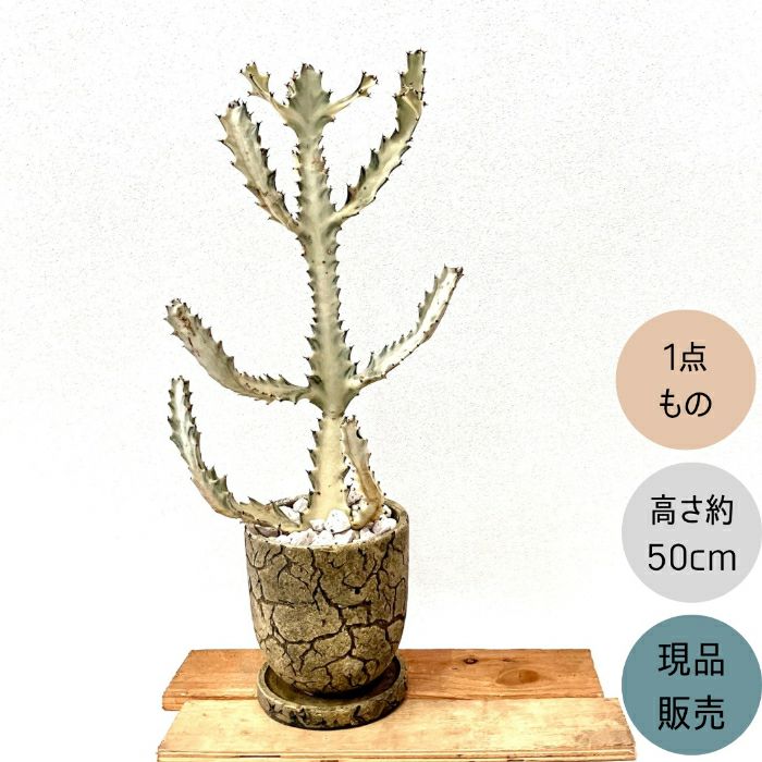 観葉植物現品販売