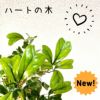 観葉植物現品販売