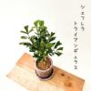 観葉植物現品販売