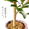 観葉植物現品販売