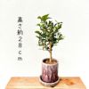 観葉植物現品販売