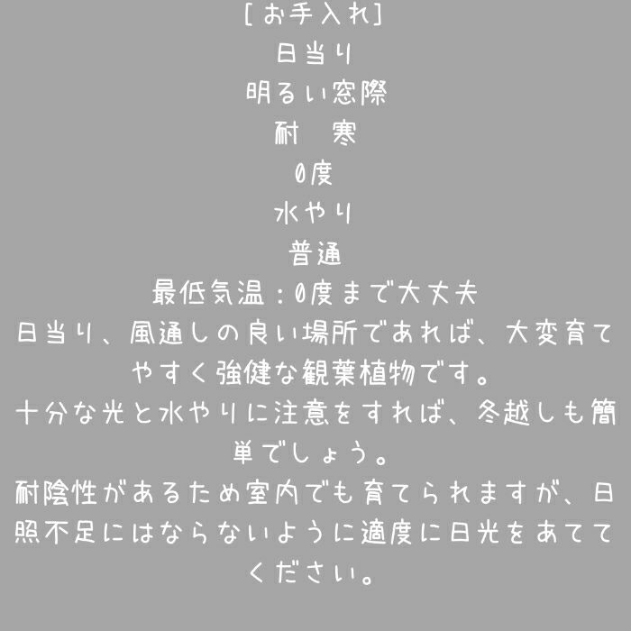 観葉植物現品販売