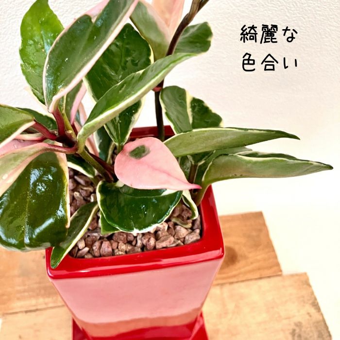 観葉植物現品販売