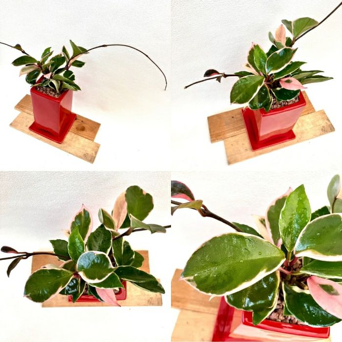 観葉植物現品販売