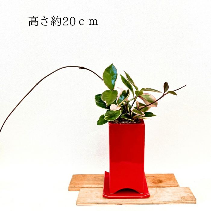 観葉植物現品販売
